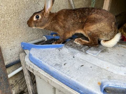 
Lièvre Belge 25 42140 Chazelles-sur-lyon