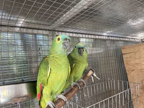 Perroquet amazone &agrave; front bleu m&acirc;le de 9 ans EAM 600 06800 Cagnes-sur-mer