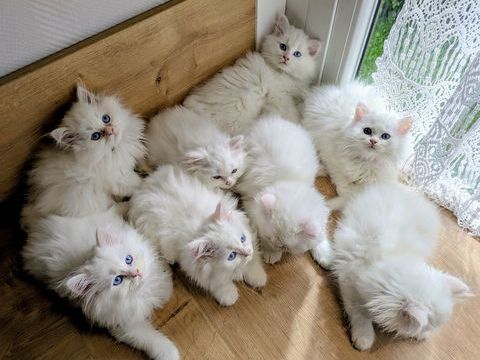 Magnifiques chatons type British Longhair disponibles 900 94260 Fresnes