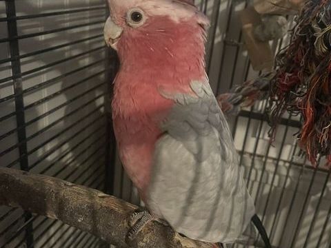 Cacatoès rosalbin 1100 77640 Jouarre