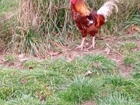 Couple Lehmann brown et acajou  22 71590 Gergy