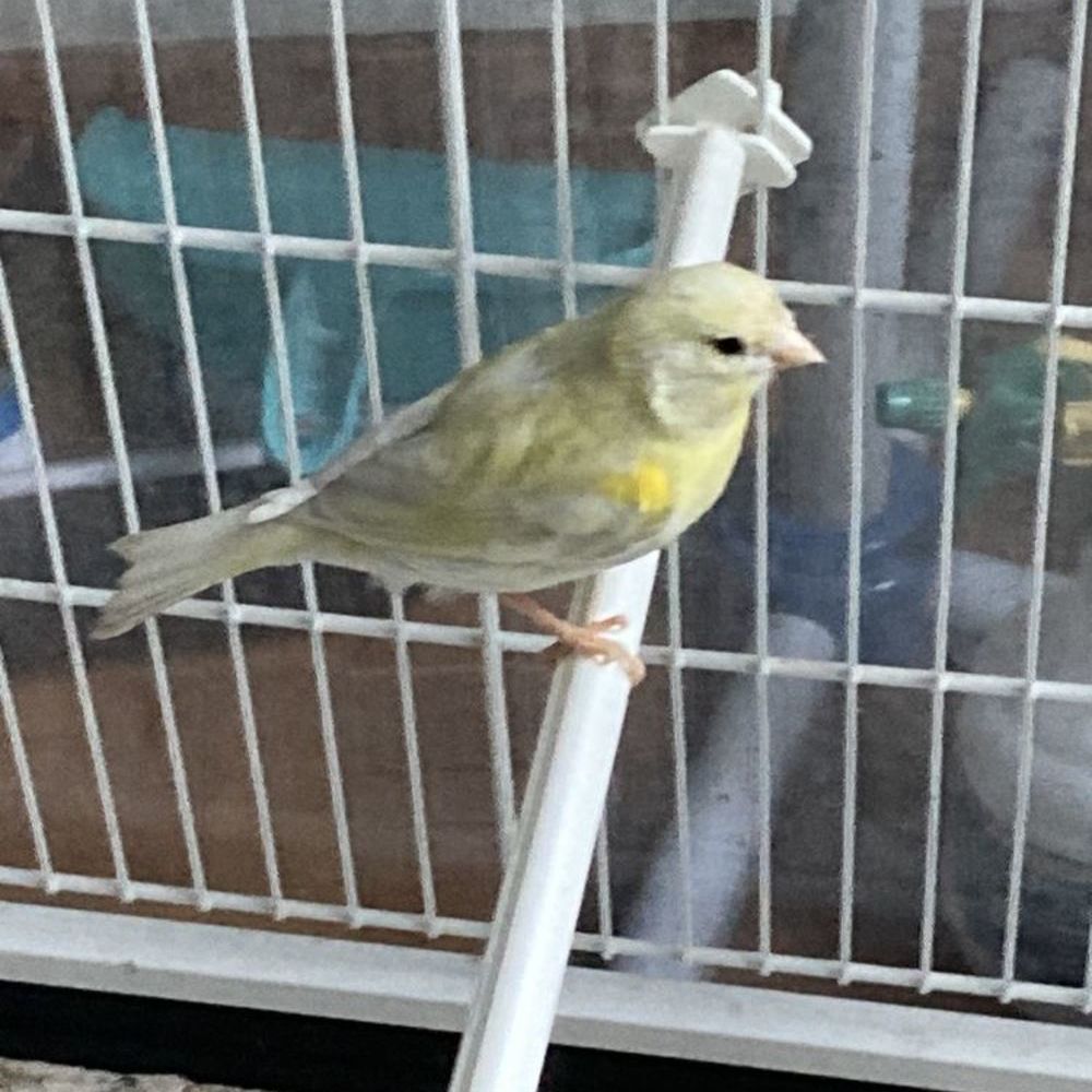   Canaris 