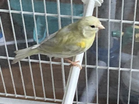 Canaris 15 95330 Domont
