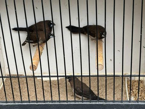 Moineaux du japon 8 77310 Saint-fargeau-ponthierry