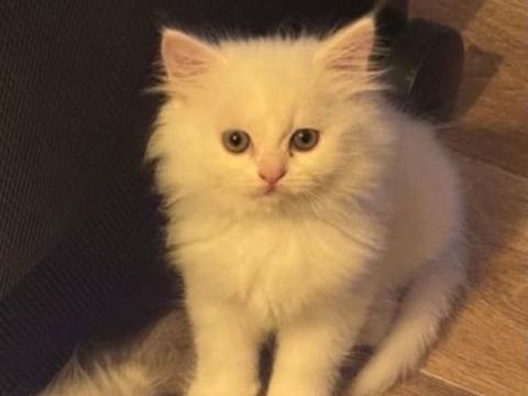 Adorables chatons persan / europ&eacute;en disponibles 
500 78711 Mantes-la-ville