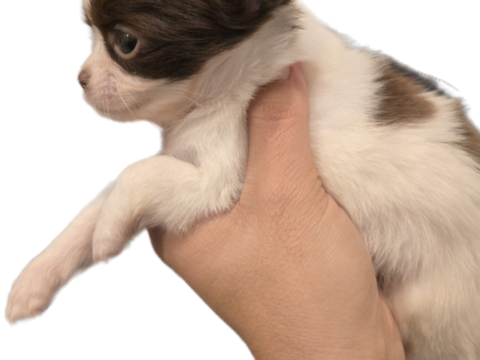 Chihuahua femelle poil long 550 31800 Saint-gaudens