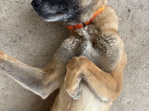 Berger Belge Malinois LOF 0 42260 Saint-germain-laval