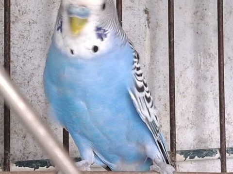 Perruche 8 49510 La poitevinire