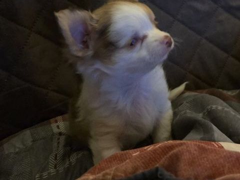 Chihuahua m&acirc;le 300 02260 La capelle