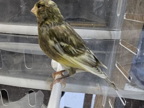 Canaris London fancy jaune 70 33140 Villenave-d'ornon