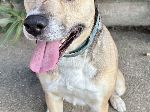 BANQUISE, crois&eacute;e berger yeux bleus, 6 ans 220 34500 B�ziers