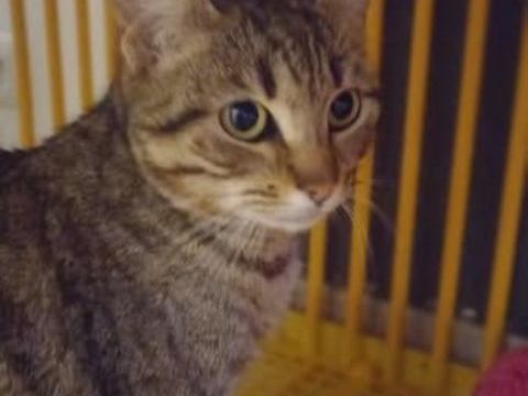 ANEMONE 115 95420 Saint-gervais