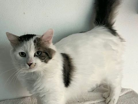 ADEL 220 27620 Gasny