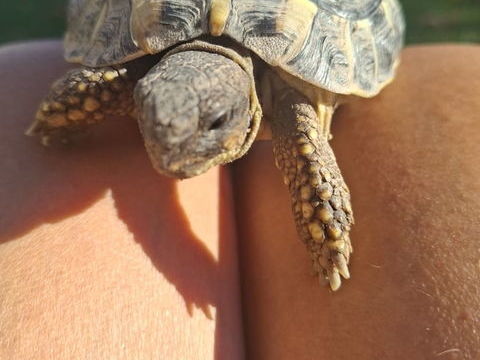 Tortue terrestre de 2 ans et demie 60 04300 Forcalquier