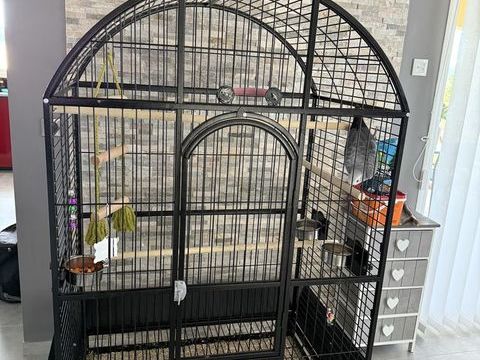 perroquet gris du Gabon 2500 43360 Bournoncle-saint-pierre