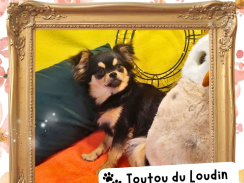 Chiot chihuahua femelle poils longs 600 18140 Pr�cy