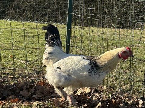 Coq 5 49670 Valanjou