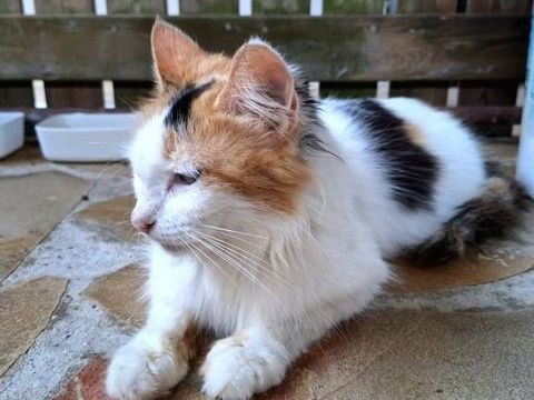 ✨️ P&Eacute;N&Eacute;LOPE ✨️ 190 78100 Saint-germain-en-laye