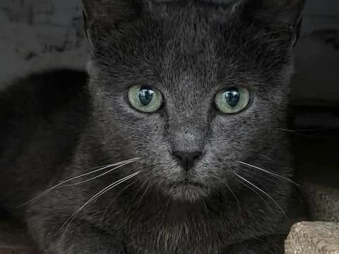 BLUEY – CHATTE ADULTE &Agrave; ADOPTER – URGENT 150 62149 Annequin