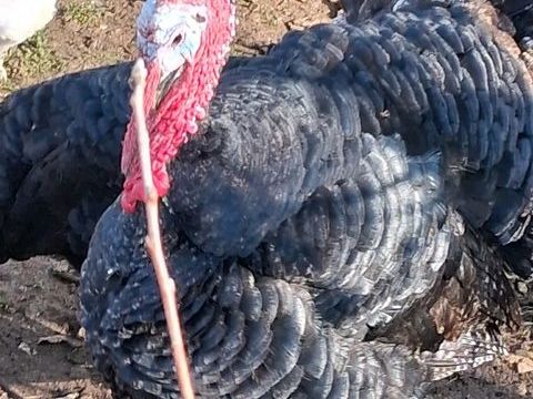 Jolis dindons 50 16700 Ruffec