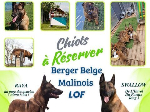 CHIOTS BERGER BELGE MALINOIS LOF 900 77500 Chelles