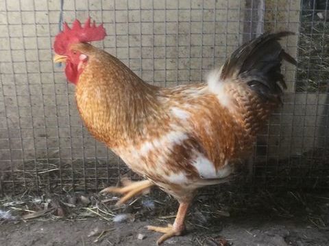 Beau coq de ferme orange reproducteur 25 26700 La garde-adhémar
