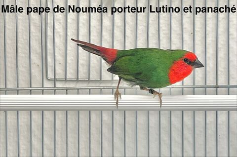 Tr&egrave;s Beau M&acirc;le Pape De Noum&eacute;a Porteur Lutin&ocirc; et Panach&eacute; 2025 79 94450 Limeil-br�vannes