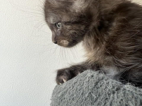A r&eacute;server chaton maine coon lign&eacute;e russe 1300 28250 La framboisière