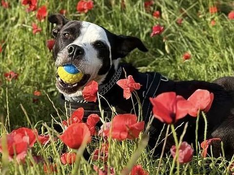 Chien LAIA à l adoption 80 38350 La salle-en-beaumont