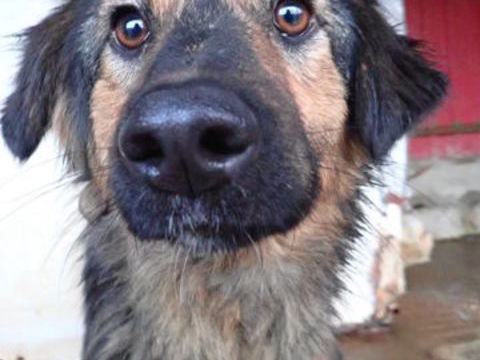 Shiraz &agrave; l'adoption 300 34000 Montpellier