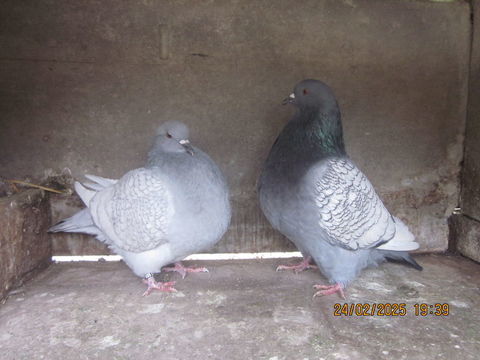 Pigeon de race 40 32600 L'isle-jourdain