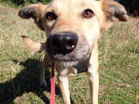 Thalie à l'adoption 300 88000 Chantraine