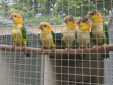 Caïque 800 26140 Anneyron