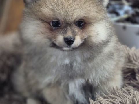 petit spitz 
880 17400 Saint-denis-du-pin