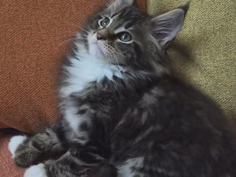 Sublimes B&eacute;b&eacute;s Maine Coon Polydactyles 1300 77300 Fontainebleau