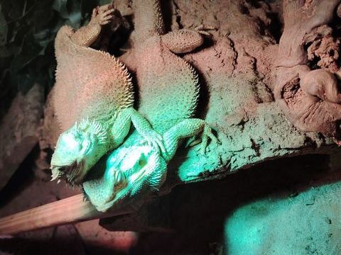Couple Pogona 150 59200 Tourcoing