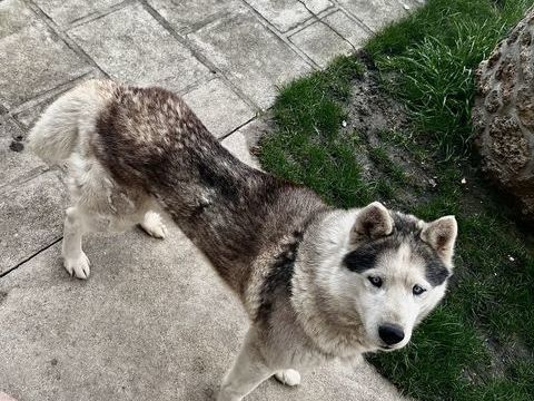 Tr&egrave;s beau chien. Suivi chez le v&eacute;t&eacute;rinaire. Puce. 0 93270 Sevran