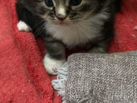 A r&eacute;server Magnifiques chatons Maine Coon crois&eacute;s Persan  600 31370 Plagnole