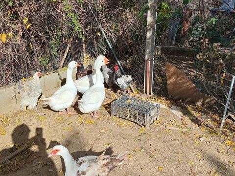 Oies blanches 90 34400 Lunel