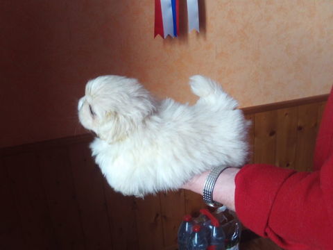 tres belle  femelle blanche a réserver
lof
6 semaines
2000 01100 Oyonnax