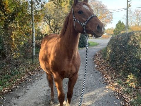 Hongre &agrave; donner 0 64200 Arcangues