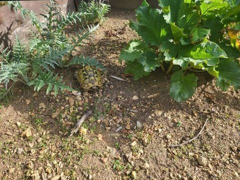 Femelle ibera et Boettgeri 1 28500 Marville-moutiers-brl