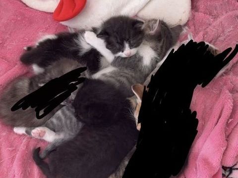     Adorable chatons disponibles des maintenant 0 59100 Roubaix