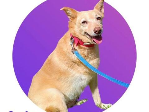  Mira, un Amour &agrave; l'adoption 300 28250 Senonches