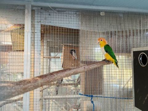 Couple de ca&iuml;que t&ecirc;te orange de 2024 800 47200 Marmande