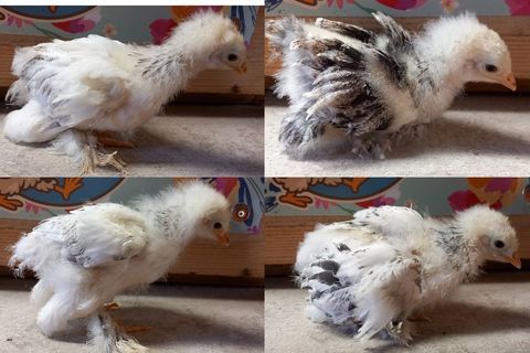 4 poussins brahma 30 71360 �pinac