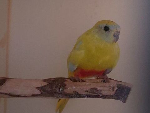 Turquoisine 30 57220 Boulay-moselle