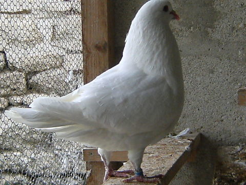 Pigeons reproducteurs hubbell blanc 15 77167 Bagneaux-sur-loing