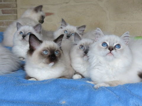 superbes chatons ragdolls 900 31530 Bellegarde-sainte-marie