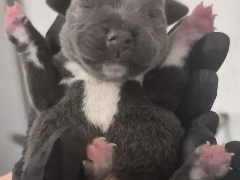 Staffie 1800 51310 Esternay